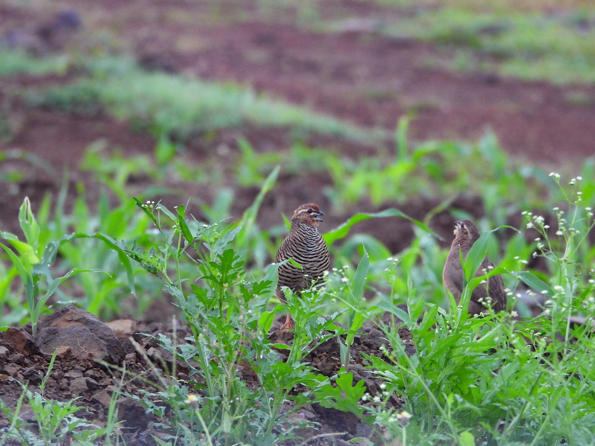 křepelka skalní - ML640563378