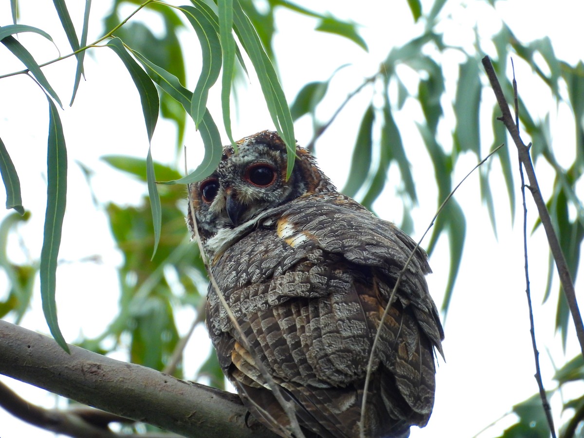 puštík indický - ML640563392