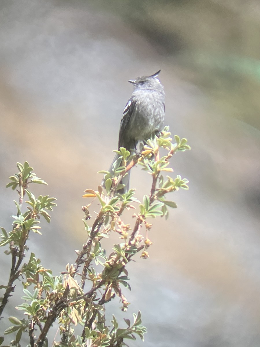 Taurillon gris - ML640563395