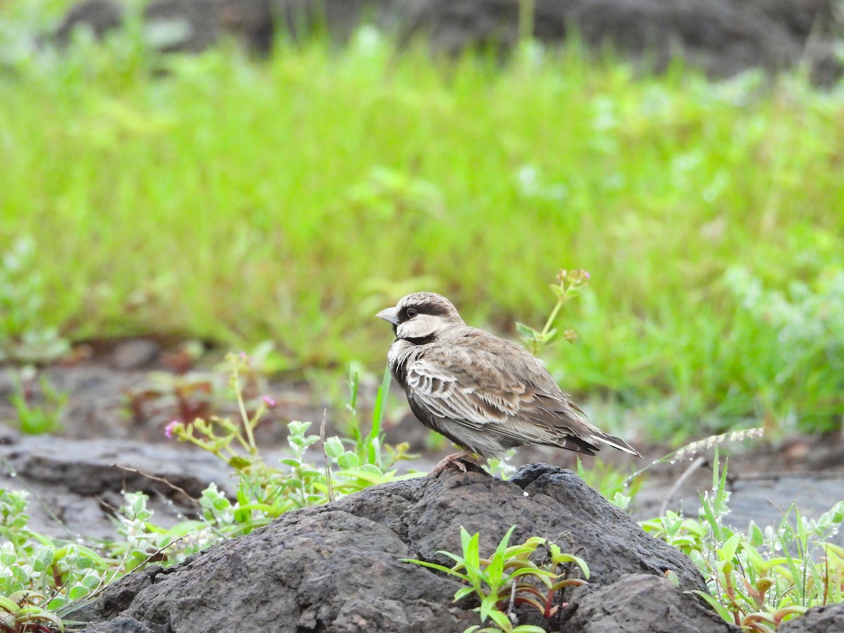 skřivan černobřichý - ML640563399