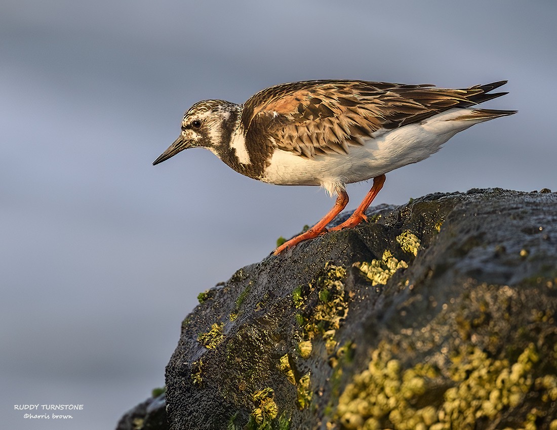 Ruddy Turnstone - ML640563402