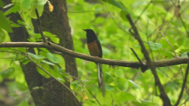 White-rumped Shama - ML640563419