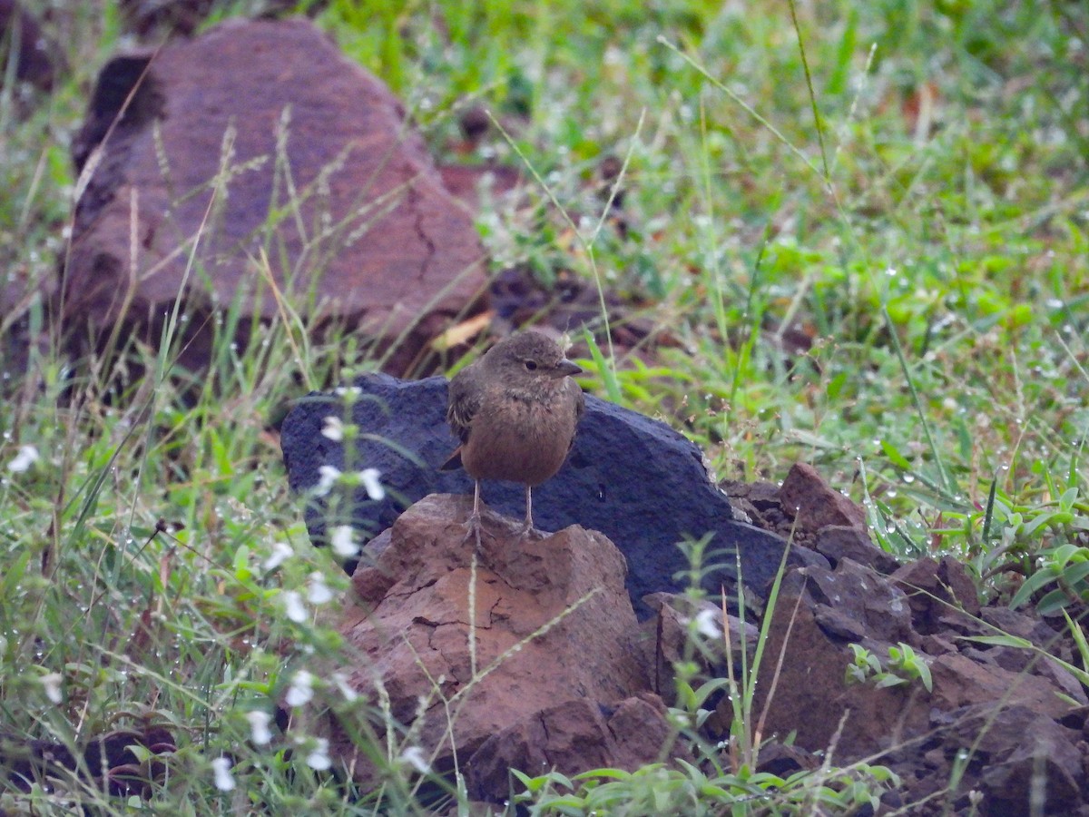 skřivan rehkovitý - ML640563451