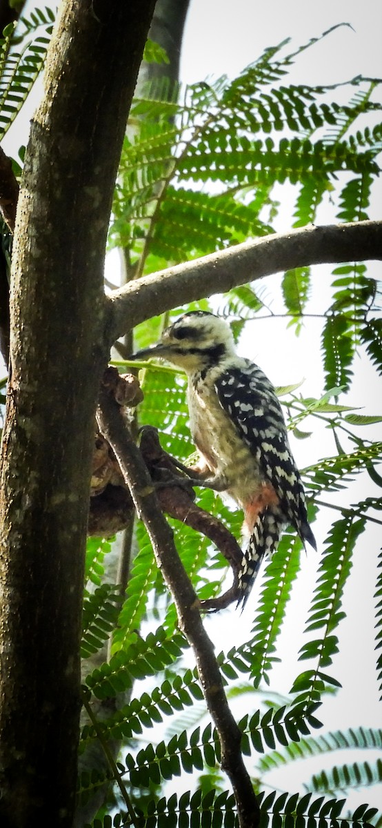 Freckle-breasted Woodpecker - ML640563516