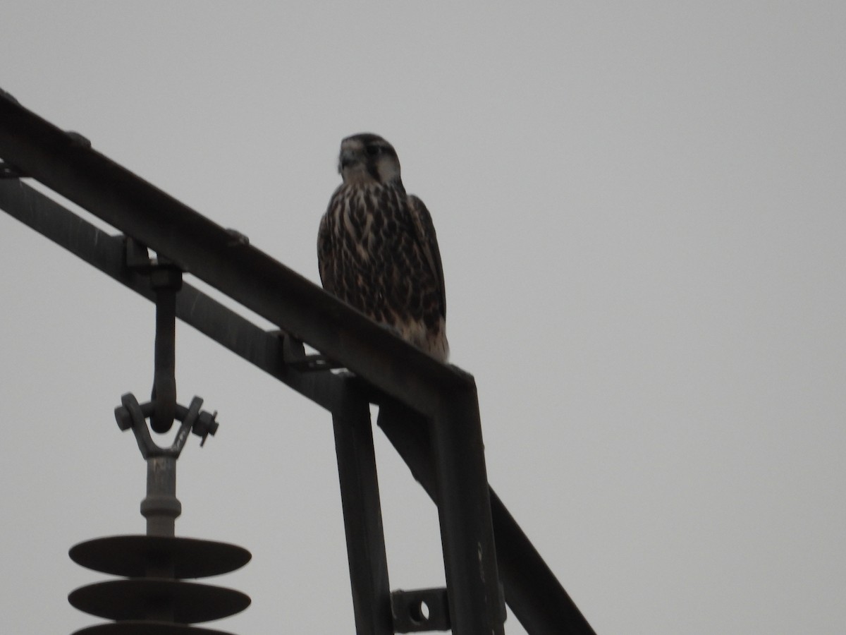 Lanner Falcon - ML640563946