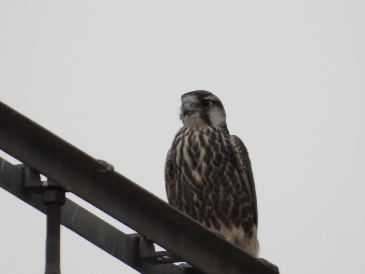 Lanner Falcon - ML640563947