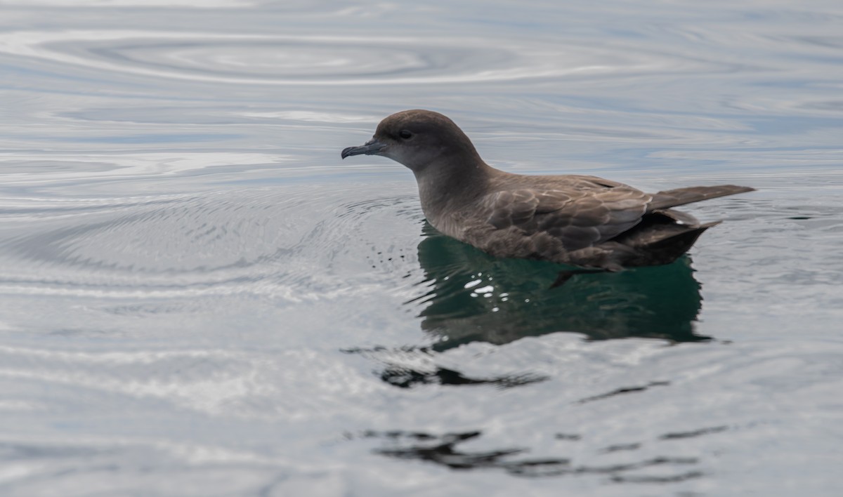 Short-tailed Shearwater - ML640564078