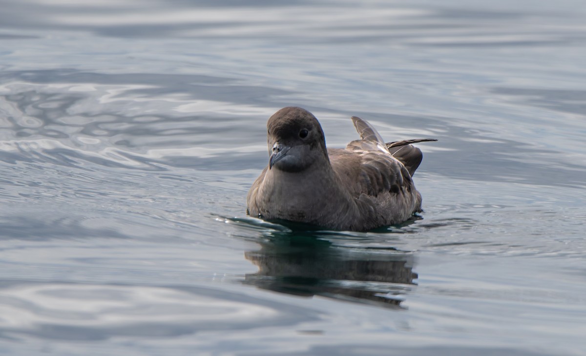 Short-tailed Shearwater - ML640564081