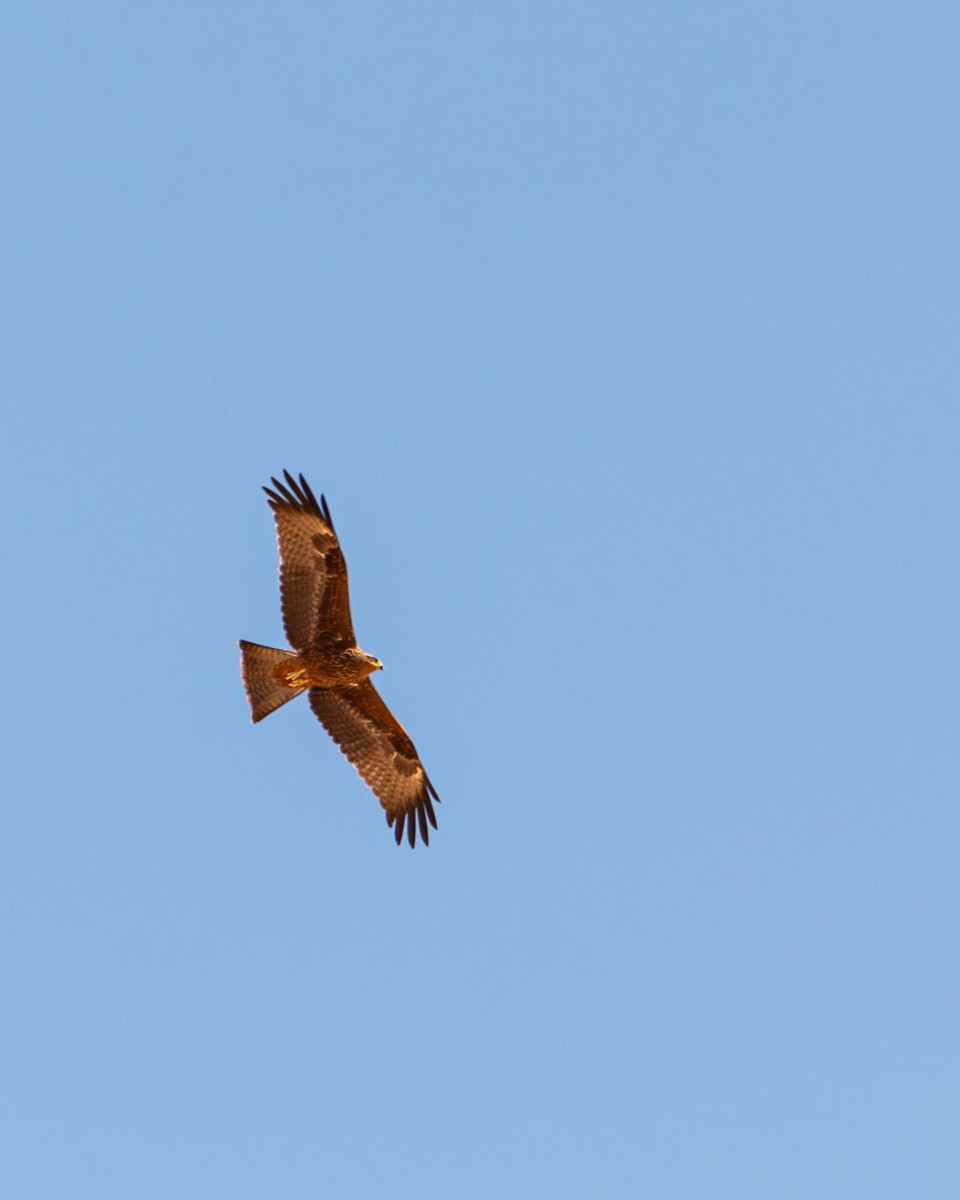 Black Kite - ML640564122
