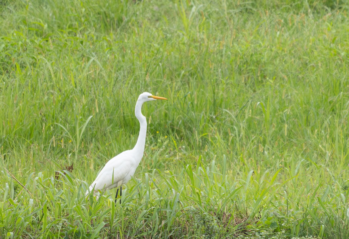 Great Egret - ML640564218