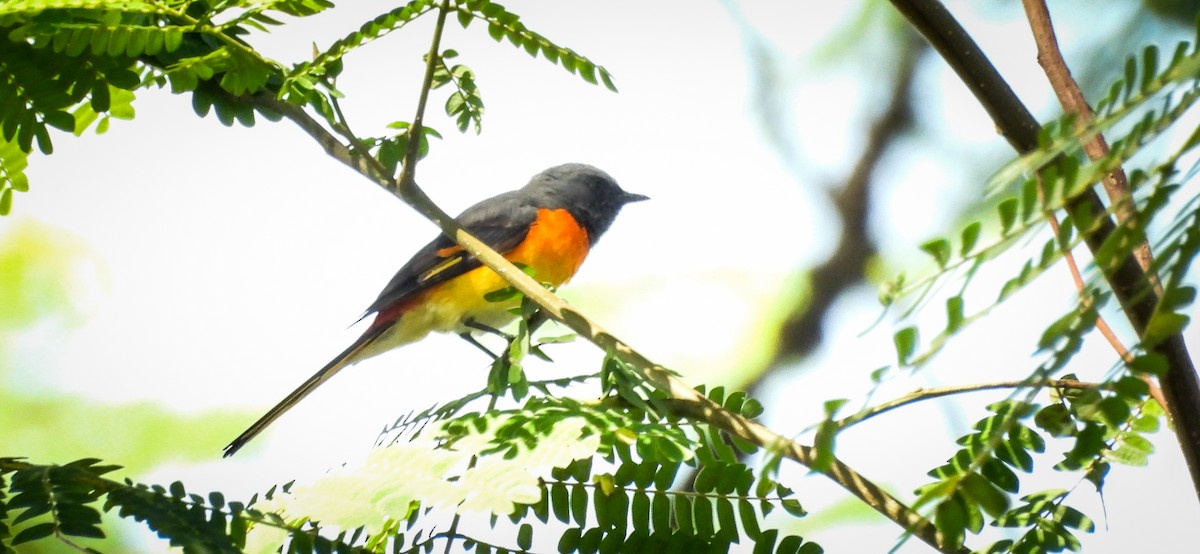 Small Minivet - ML640564236