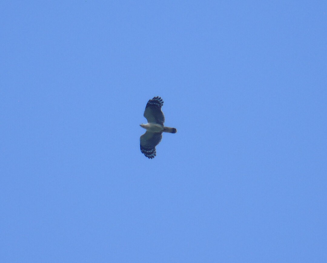 White-collared Kite - ML640564249