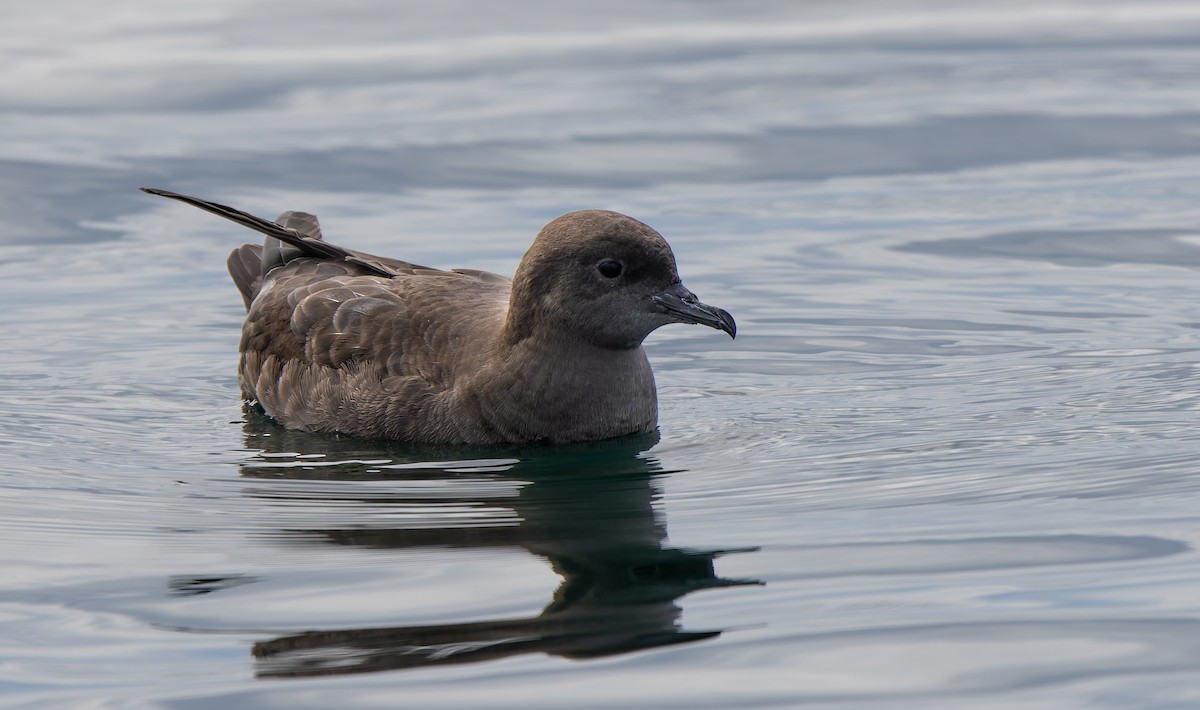 Short-tailed Shearwater - ML640564305