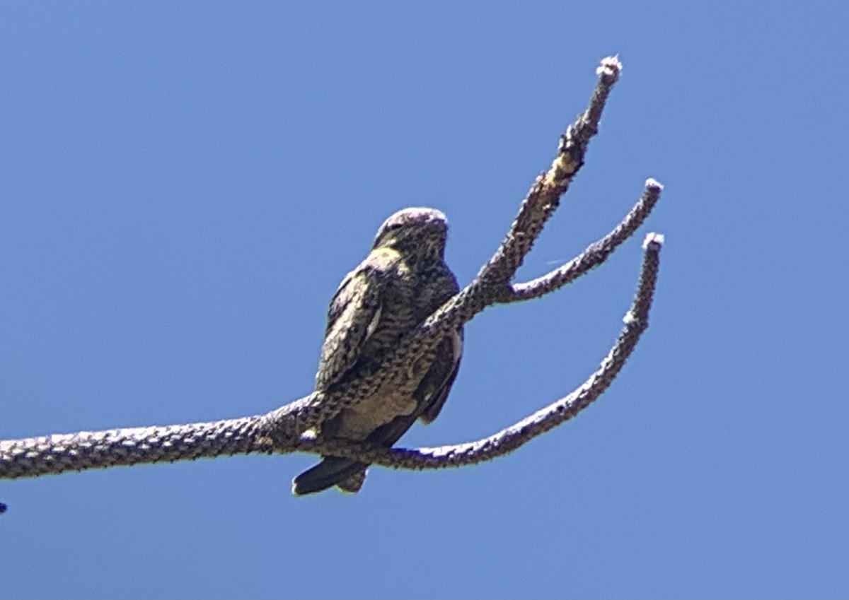 Common Nighthawk - ML640564311