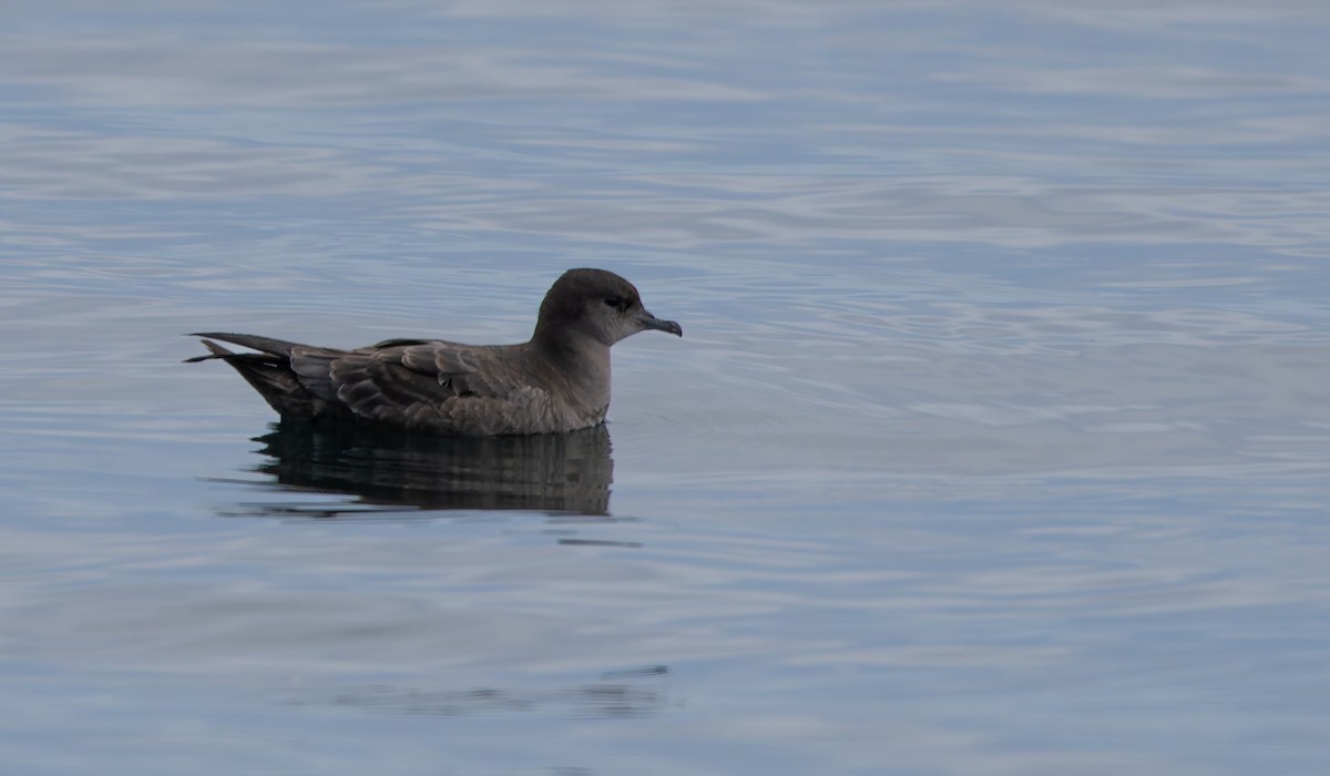 Short-tailed Shearwater - ML640564347