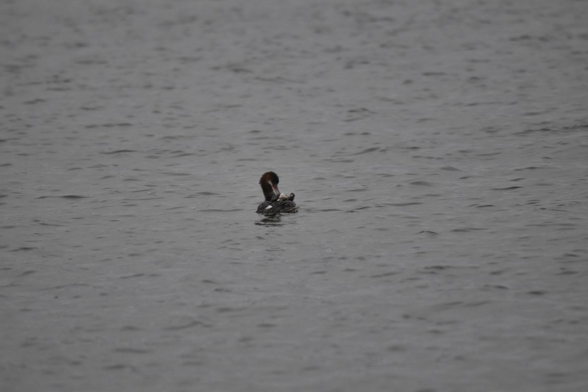 Common/Red-breasted Merganser - ML640564361