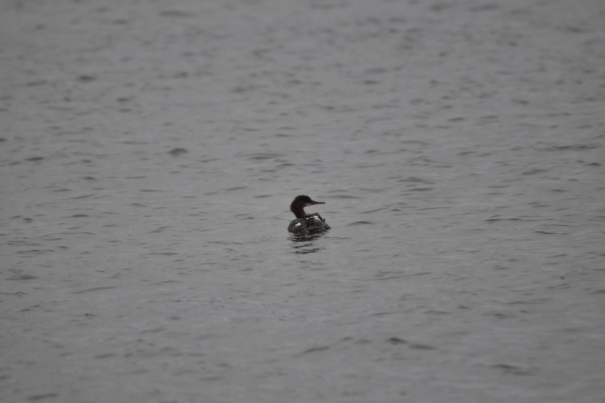 Common/Red-breasted Merganser - ML640564362