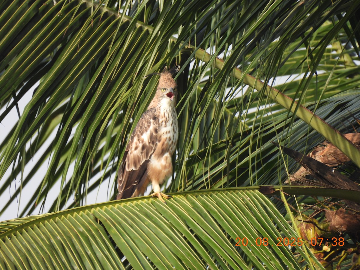 Changeable Hawk-Eagle (Crested) - ML640564379