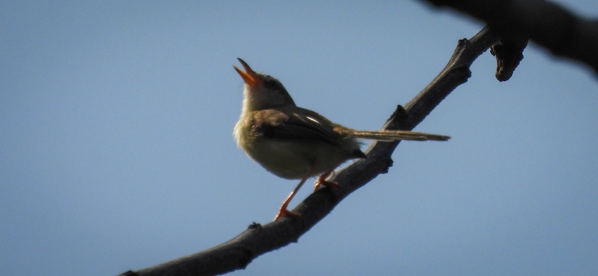 Plain Prinia - ML640564380