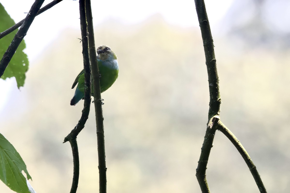 Grauer's Broadbill - ML640564388
