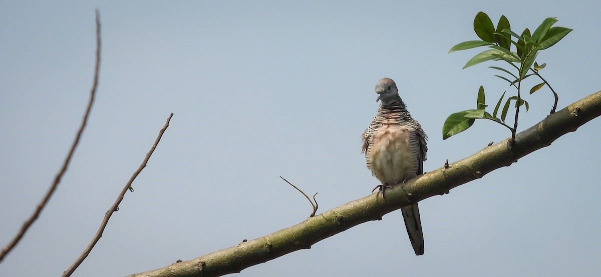 Zebra Dove - ML640564391