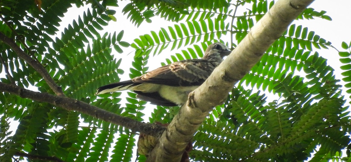 Zebra Dove - ML640564392
