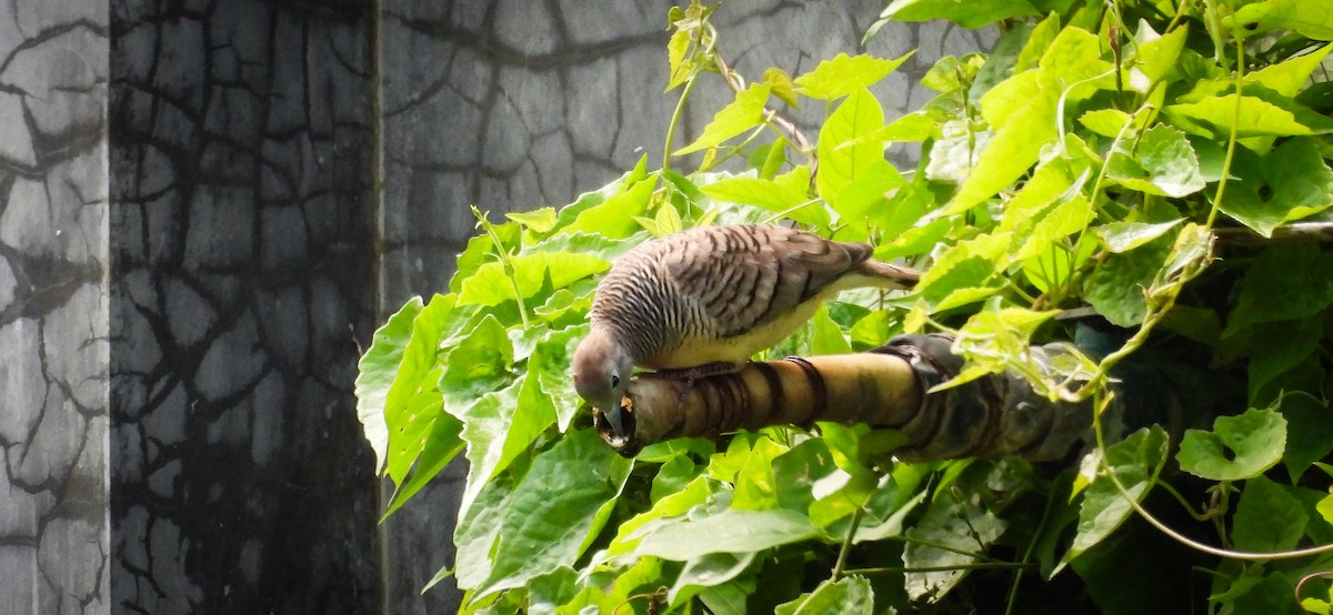 Zebra Dove - ML640564394