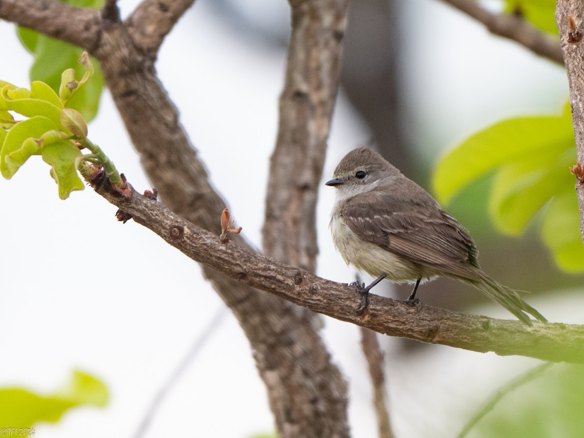 Southern Scrub-Flycatcher - ML640564421