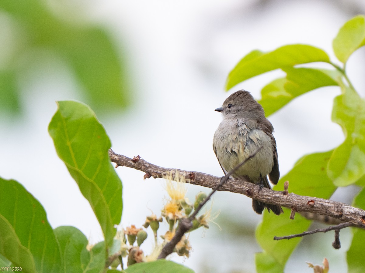 Southern Scrub-Flycatcher - ML640564431