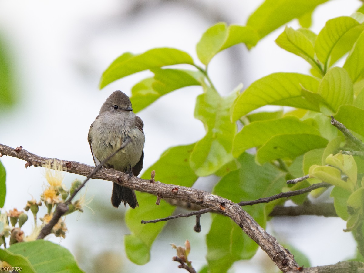 Southern Scrub-Flycatcher - ML640564432