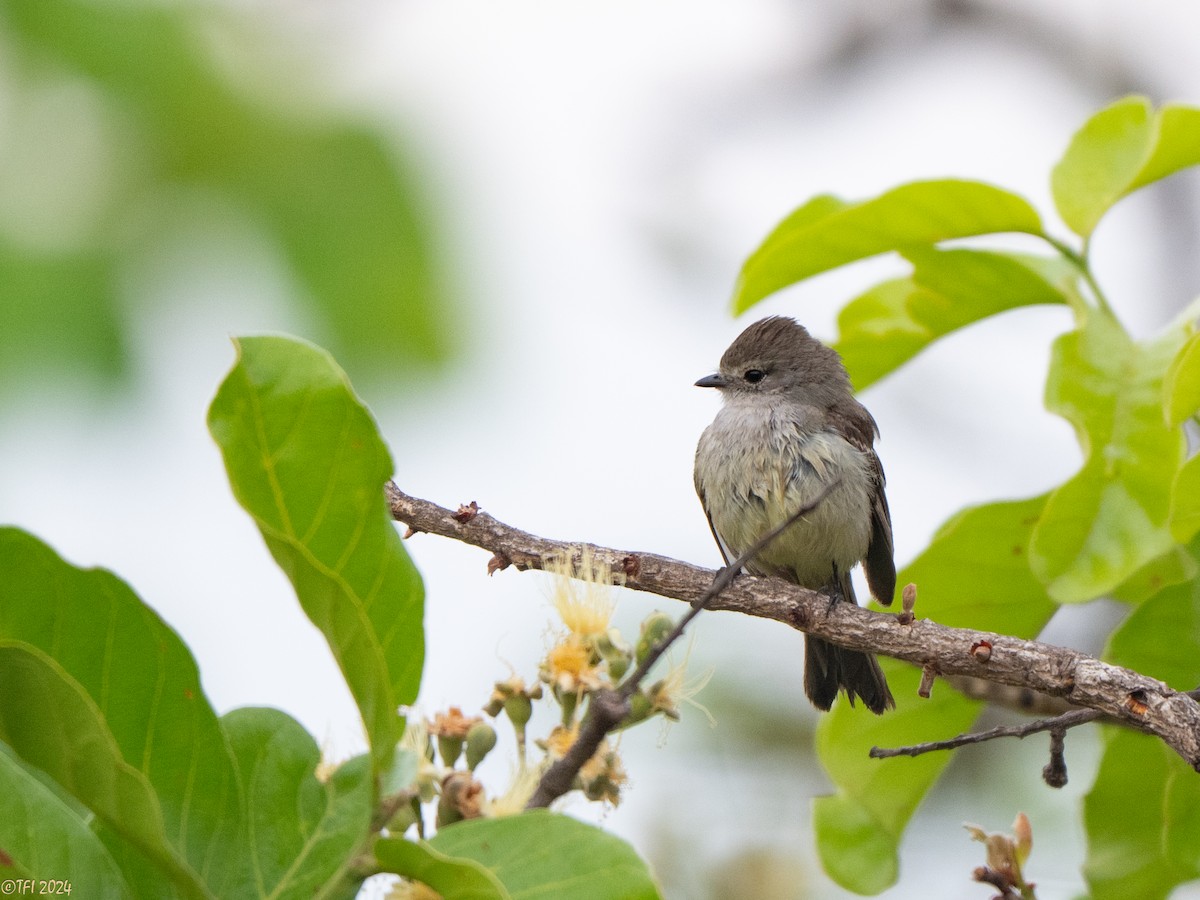 Southern Scrub-Flycatcher - ML640564436