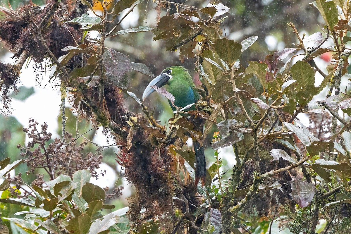 Yellow-browed Toucanet - ML640564469