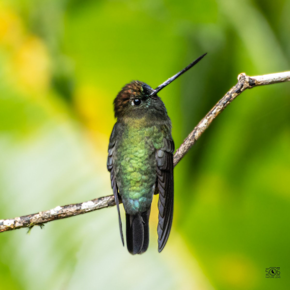Green-fronted Lancebill - ML640564473
