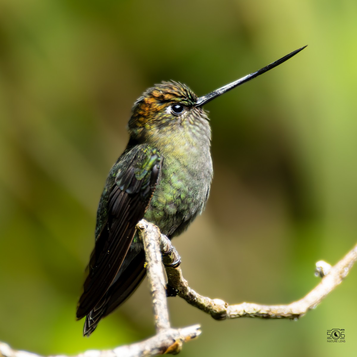 Green-fronted Lancebill - ML640564474