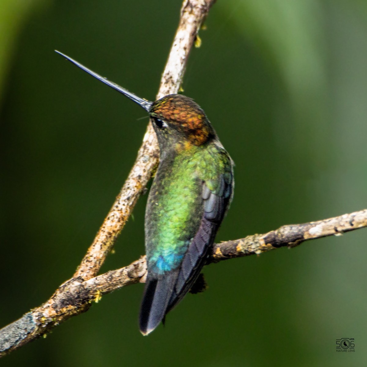 Green-fronted Lancebill - ML640564475