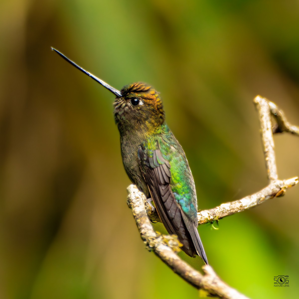 Green-fronted Lancebill - ML640564476