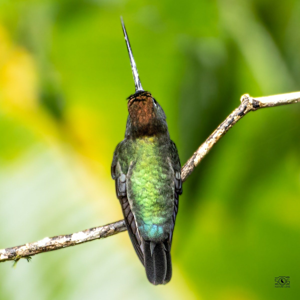 Green-fronted Lancebill - ML640564477