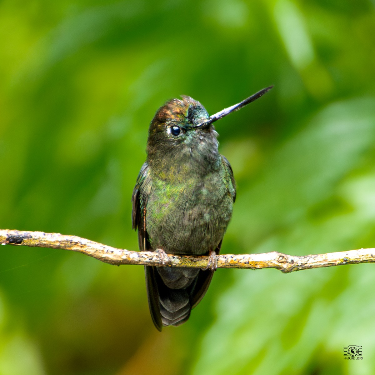 Green-fronted Lancebill - ML640564478