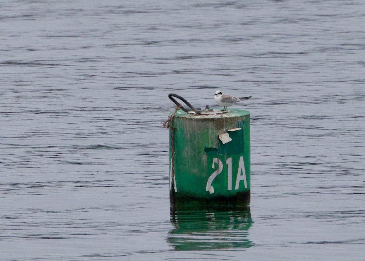 Forster's Tern - ML640564485