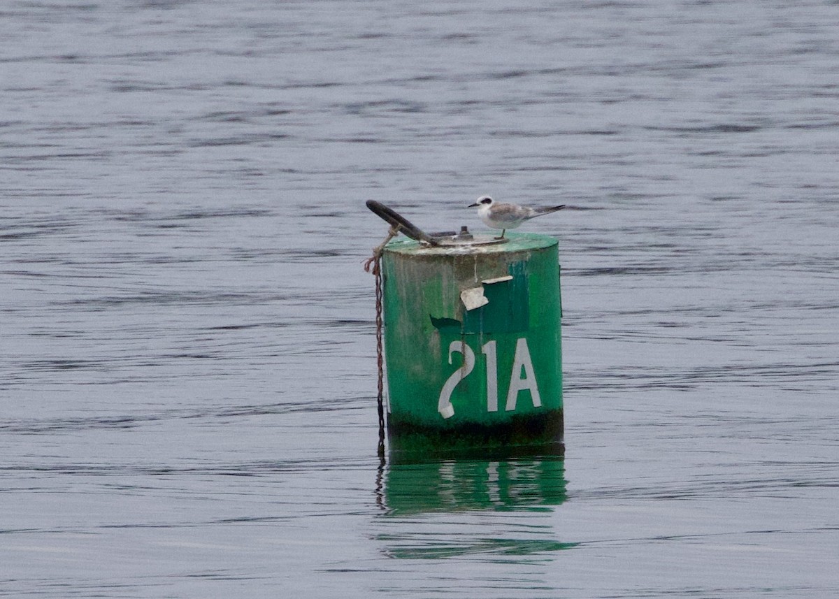 Forster's Tern - ML640564486