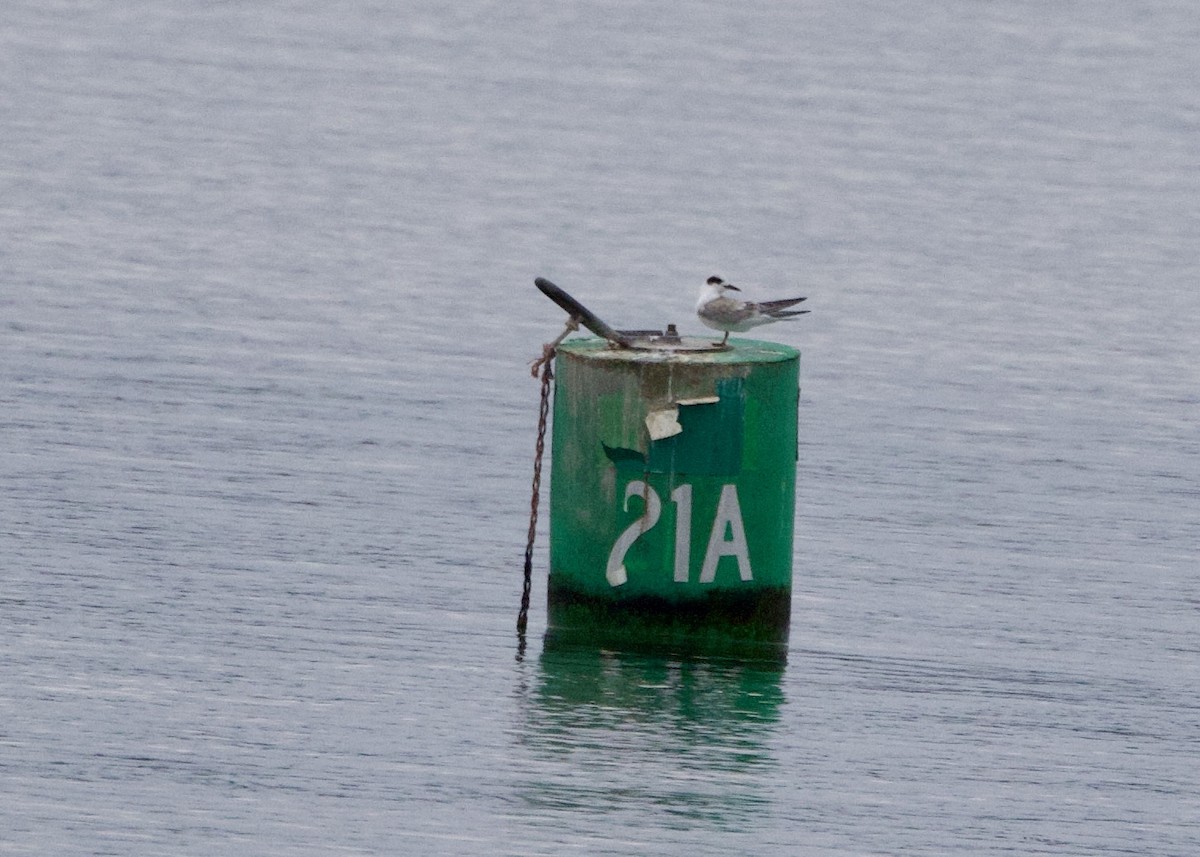 Forster's Tern - ML640564487