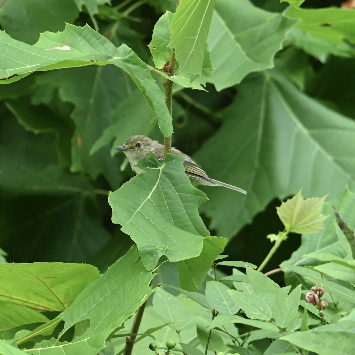 White-eyed Vireo - ML640564507