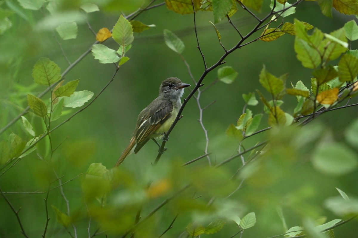 Great Crested Flycatcher - ML640564514