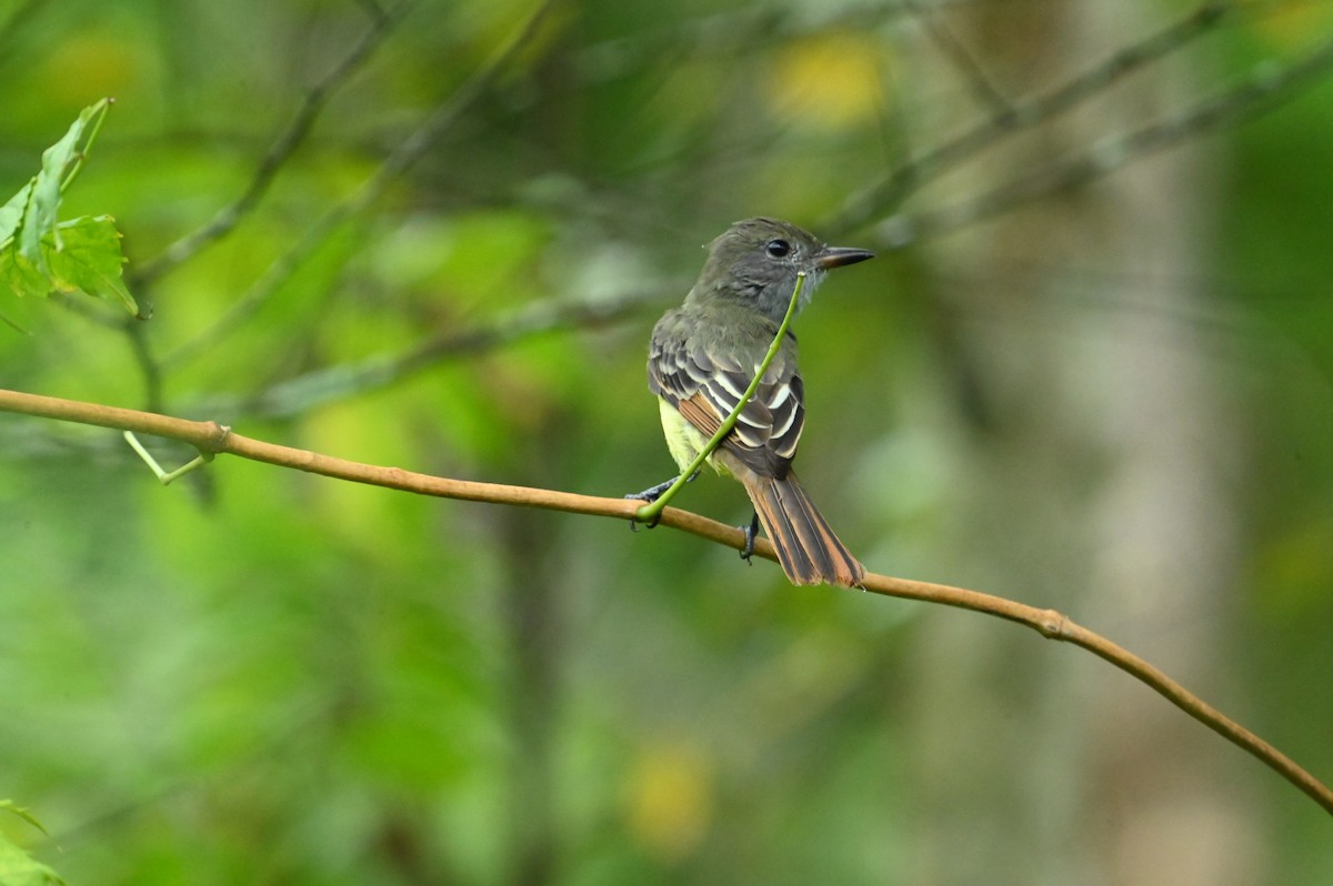 Great Crested Flycatcher - ML640564520