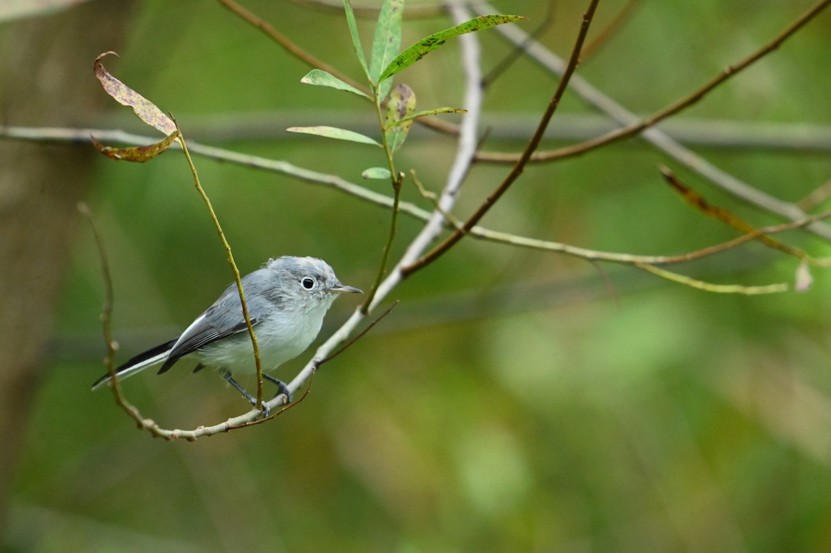 Blue-gray Gnatcatcher - ML640564525