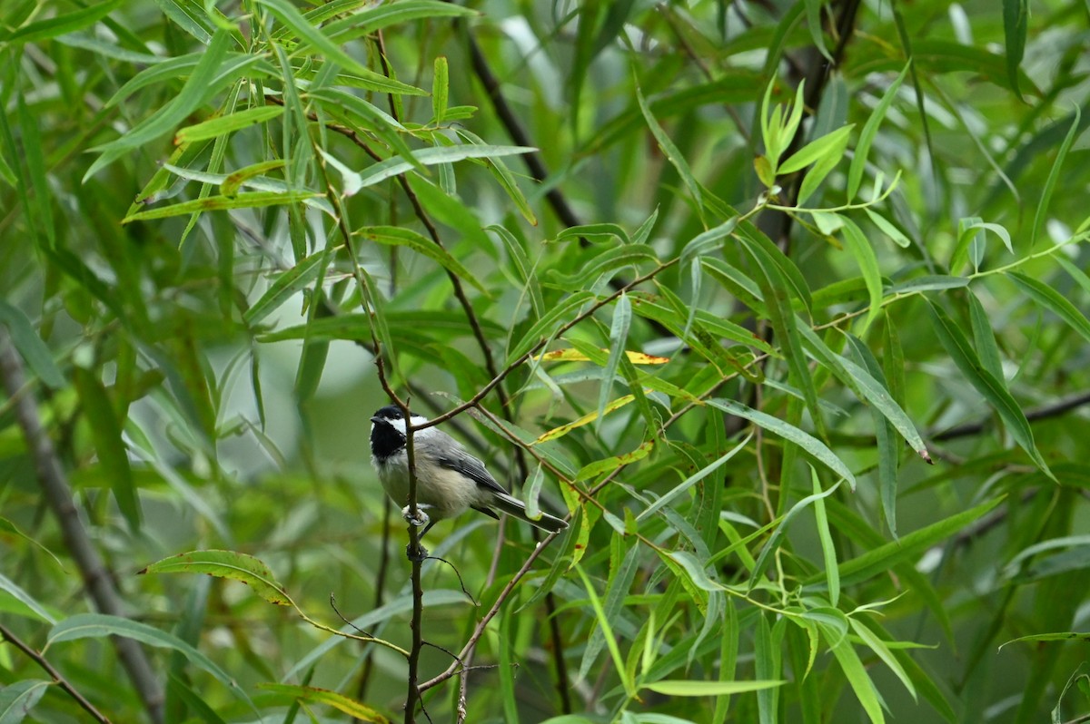 Carolina Chickadee - ML640564540