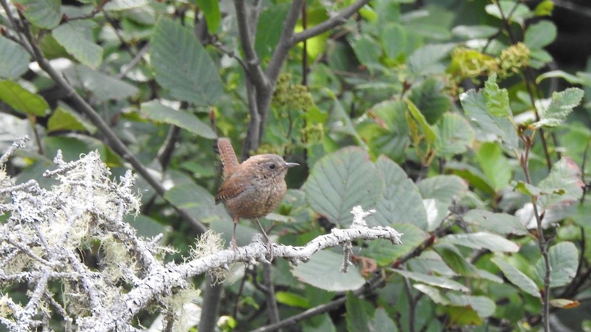 Winter Wren - ML640564542