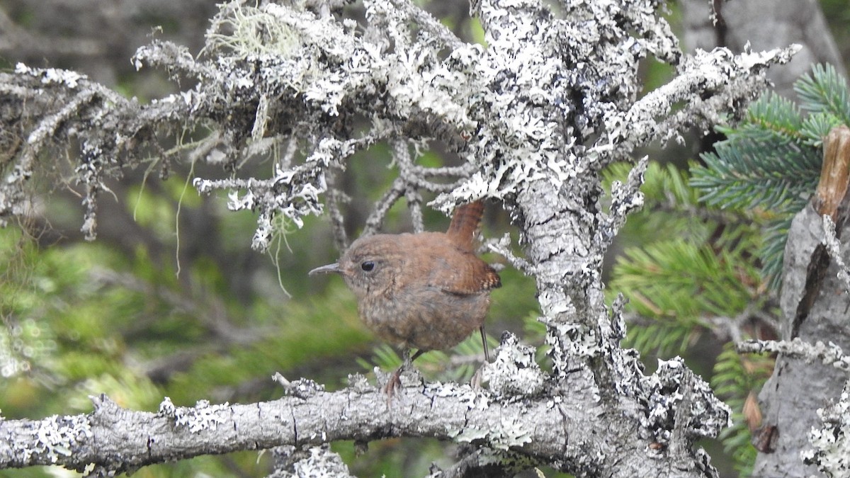 Winter Wren - ML640564543