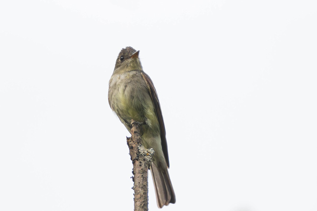 Eastern Wood-Pewee - ML640564592