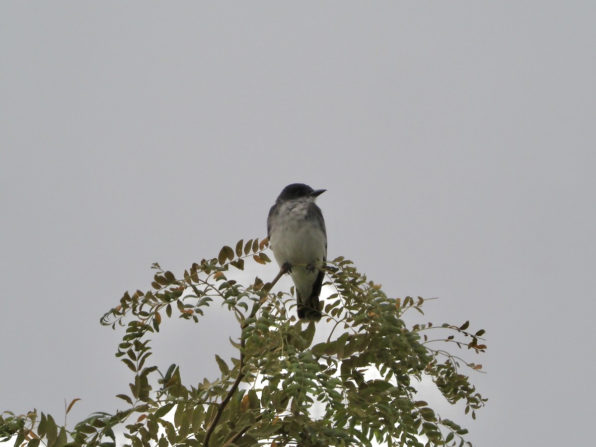Eastern Kingbird - ML640564655
